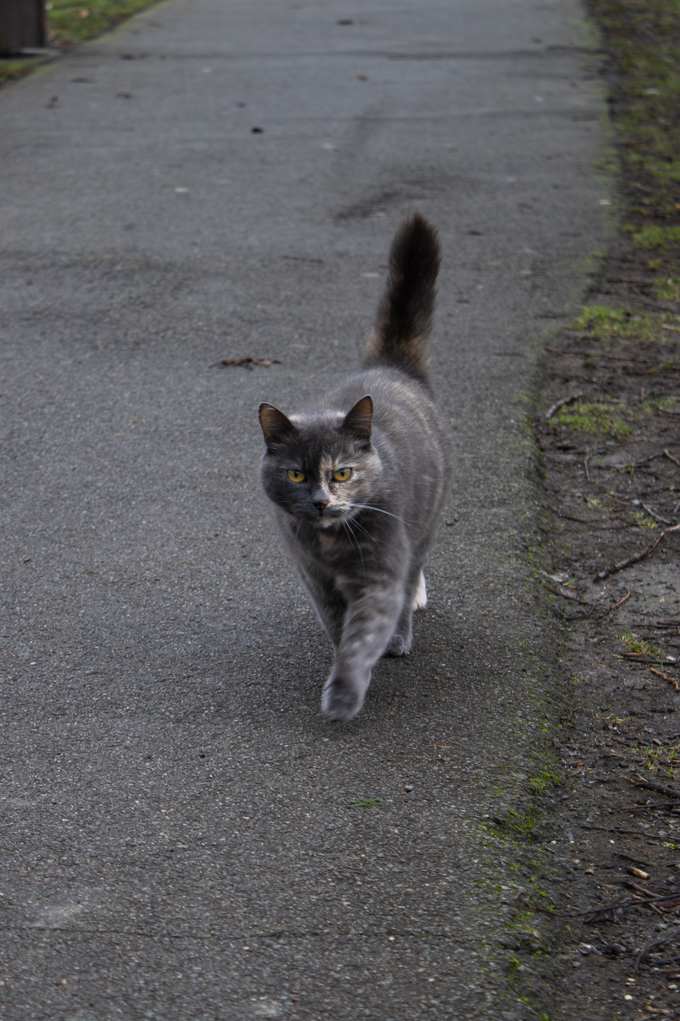 Photographie animalière